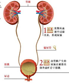 尿结石的原因(尿结石的原因引起的),第3张 尿结石的原因(尿结石的原因引起的),尿结石的原因(尿结石的原因引起的),第3张
